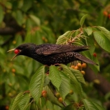 Kako otjerati čvorke od trešanja